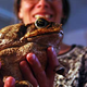 Illustration for article titled Toad Tongues Are a Key Ingredient in Robot Muscles